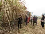 象州县召开2018年甘蔗生产全程机械化现场作业演示会 - 农业机械化信息