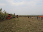 象州县召开2018年甘蔗生产全程机械化现场作业演示会 - 农业机械化信息