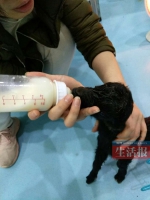 高清组图：8年来 他一直忙碌在去救助动物的路上 - 广西新闻网