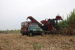 田阳县实现甘蔗收获机械化零的突破 - 农业机械化信息