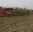 象州县甘蔗机收迎来开门红 - 农业机械化信息