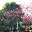 柳州各大公园樱花迎来盛开期 拿好这份地图赏花去 - 广西新闻网