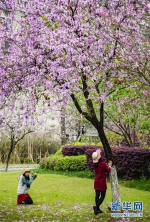 #（春季美丽生态）（6）广西柳州：花开满城香 - 广西新闻网