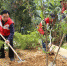 自治区红十字会赴隆安县开展“兴水利、种好树、助脱贫、惠民生”主题活动（图） - 红十字会