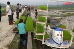 灵山县开展早稻机插秧技术培训 - 农业机械化信息