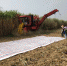 广西农机鉴定站对现代农装科技股份有限公司甘蔗收获机开展委托试验 - 农业机械化信息