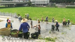 玉林开展南流江水葫芦专项清理打捞行动 - 广西新闻网
