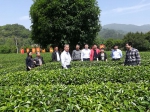 广西首个“茶叶科技特派员工作站”在昭平县举行签约仪式 - 农业机械化信息