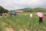 钦州市举办2018年甘蔗机械化中耕培土培训会 - 农业机械化信息