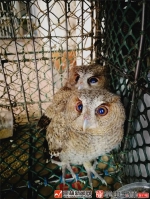 玉林玉州：及时救助3只纵纹角鸮 - 广西新闻网