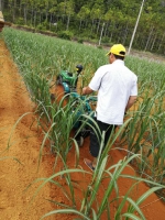 【扶绥】实施甘蔗机械化中耕面积55.2万亩 - 农业机械化信息