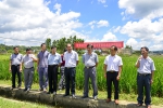 钦州市举办水稻农艺农机融合观摩现场会 - 农业机械化信息