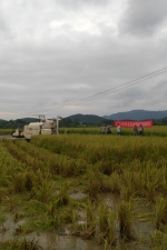 钦北区举办水稻机械收割机耕现场会 - 农业机械化信息