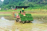 《玉林日报》：推广富硒特色水稻机插 - 农业机械化信息