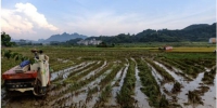 【巴马】联合收割机早稻收割显神威 - 农业机械化信息