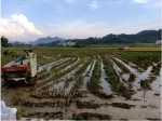 【巴马】联合收割机早稻收割显神威 - 农业机械化信息
