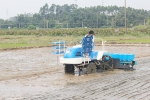 港口区农机局组织水稻直播机械抢播水毁稻田 - 农业机械化信息