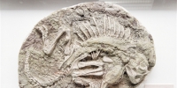中国唯一恐龙木乃伊化石亮相南宁  市民若有兴趣可前往广西自然博物馆观展，还可看到许多古生物动物化石 - 文化厅