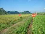 龙州县那印屯水稻生产全程机械化示范基地种植效果显著 - 农业机械化信息