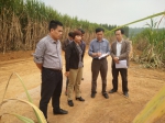崇左市农机局深入扶绥县指导甘蔗生产机械化收获现场筹备工作 - 农业机械化信息