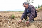 防城村民种植20亩香茅草年纯入10万 - 广西新闻网