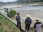 巴马水稻机械化种植技术推广见成效 - 农业机械化信息