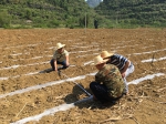 百色市农机技术推广站到田阳县检查指导甘蔗“双高”基地生产 - 农业机械化信息