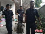 图为几经周折后，民警将伤人的猴子捕获 董志光 摄 - 广西新闻网