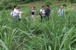 百色市农机局到田林县调研“双高”基地生产全程机械化工作 - 农业机械化信息