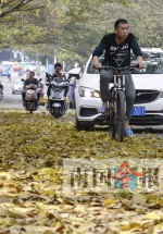 榕叶飘零 春半如秋 龙城街头独特风景让人醉(图) - 广西新闻网